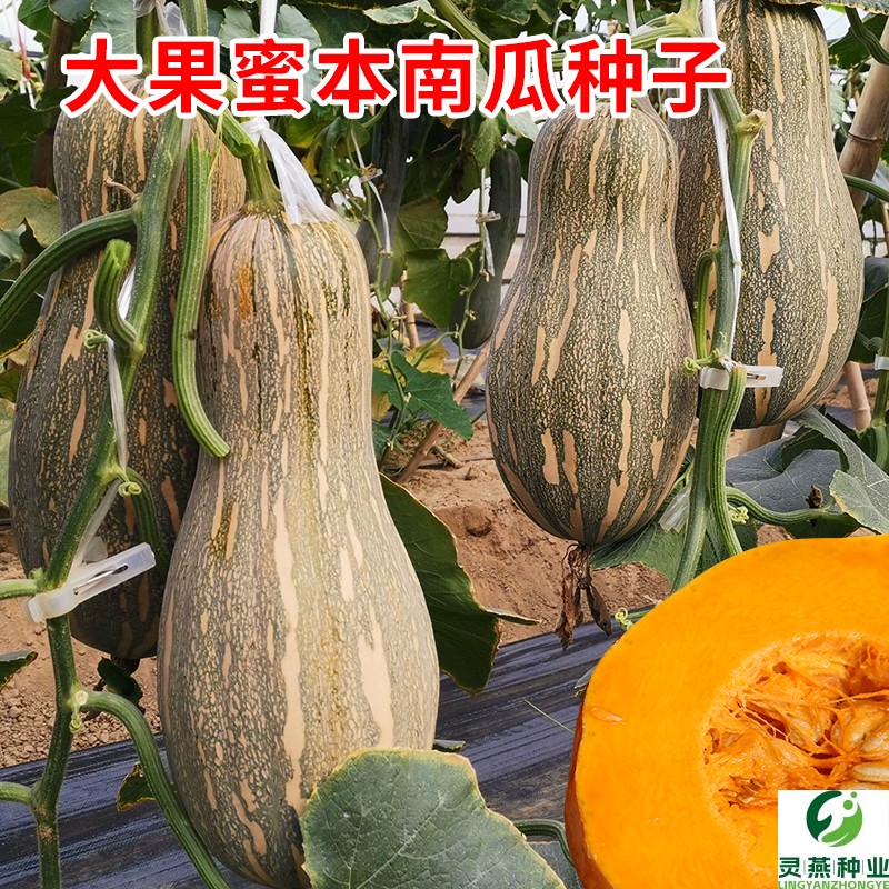 大果蜜本南瓜种子早熟甜面可口南瓜种籽春秋农家田园庭院蔬菜种孑