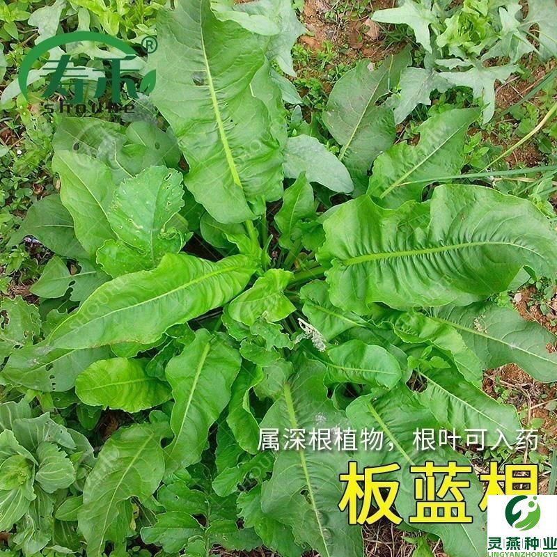 板蓝根种子中药材种子板蓝根种子大青叶种子蓝靛青靛药食兼用