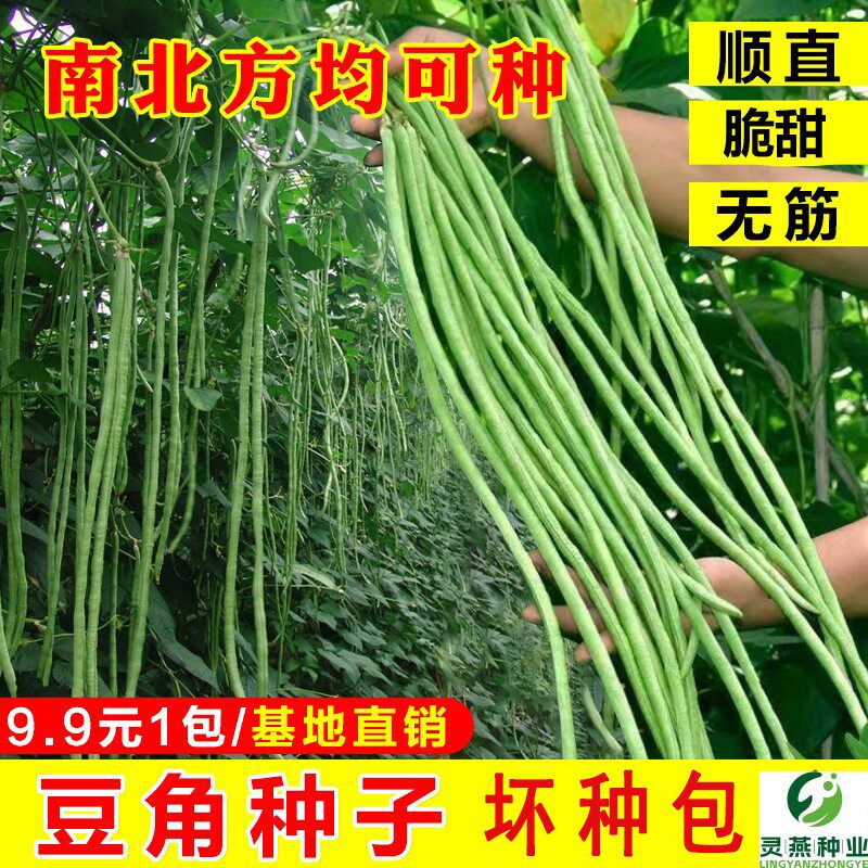 长豆角种子 四季蔬菜种子 缸豆 种苗 南北可种简单优质 阳台 房顶