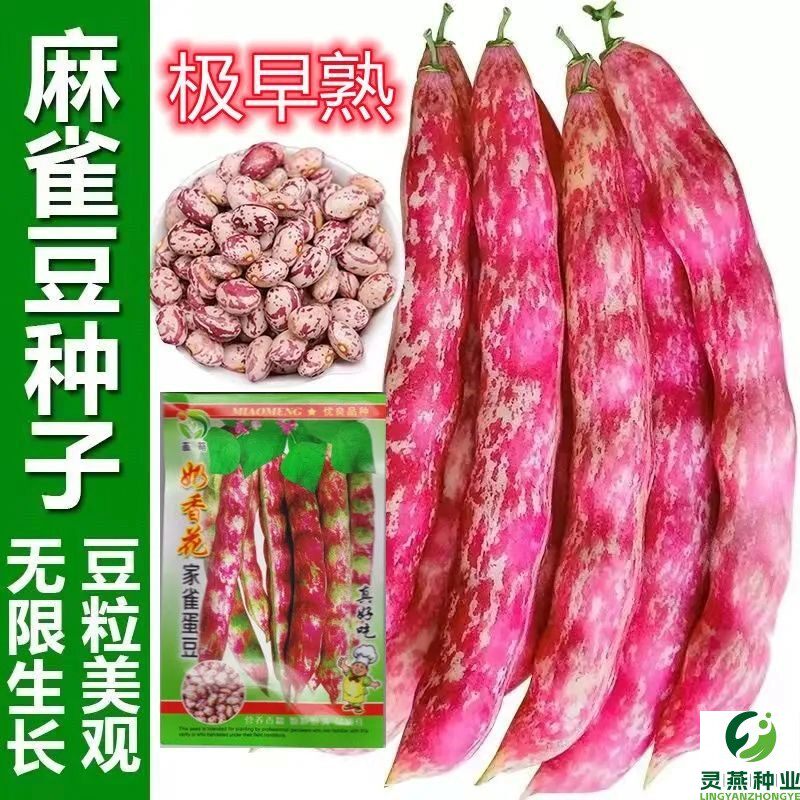 奶香花家雀蛋豆种子油豆角种子架豆油豆鼓豆豆角种子花豆种子菜豆