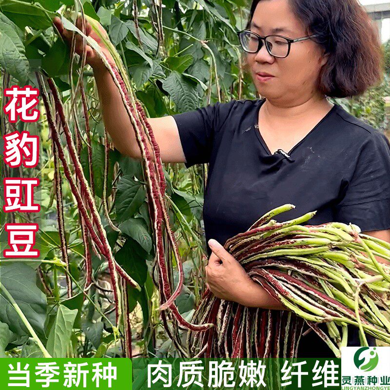 花豹长豇豆种籽龙纹豇豆四季阳台盆栽家庭院菜园地种植蔬菜种子籽