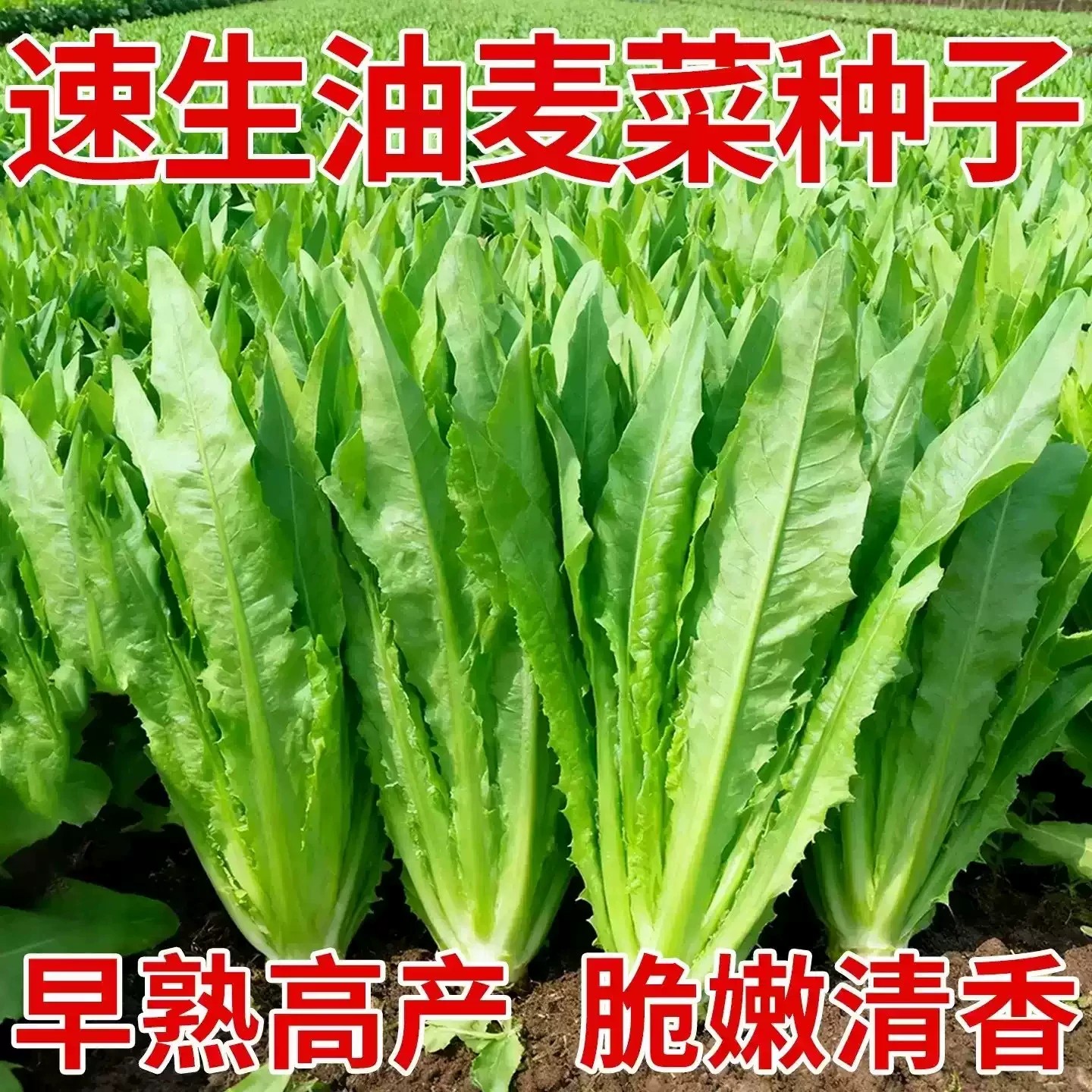 油麦菜种子春秋四季播种青菜阳台