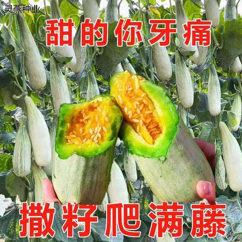 羊角蜜甜瓜种子超甜羊角酥种籽薄皮香瓜春季四季阳台水果蔬菜种孑