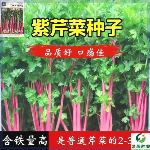 紫玉香芹种子红芹菜种籽紫色孑盆栽蔬菜阳台籽种香味浓细芹菜种籽