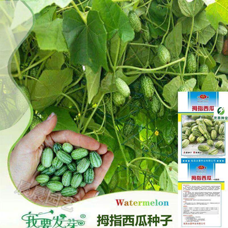 拇指西瓜种子手指西瓜籽迷你小西瓜原装阳台庭院无糖水果西瓜种子