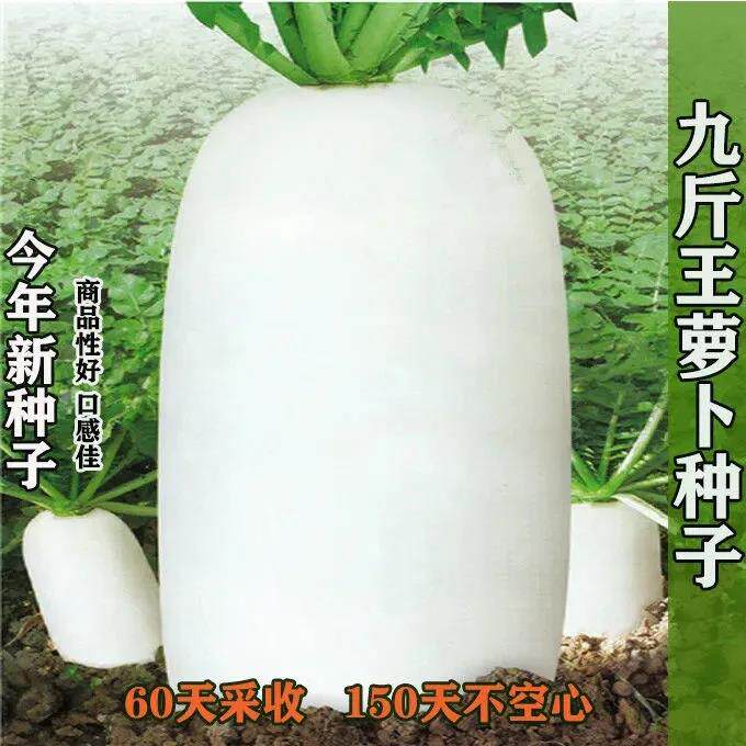 九斤王种子白萝卜种籽四季耐热