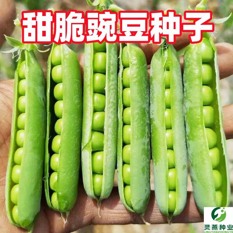 甜脆豌豆种子种籽青碗豆种青豆高产庭院农家四季秋冬季孑豌豆种