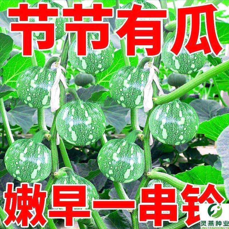 嫩早一号南瓜种子早熟嫩南瓜节节一串铃籽花皮小青瓜春秋蔬菜种子