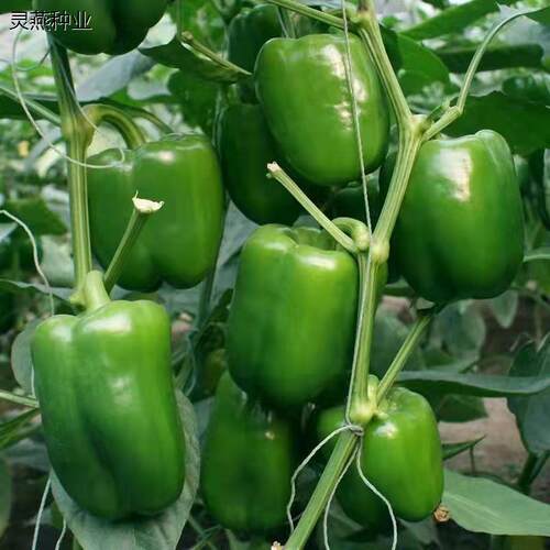 甜椒种子菜椒甜辣椒种籽灯笼椒特大方肉厚甜脆不辣茄门草椒蔬菜籽
