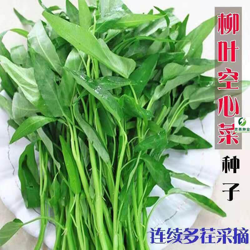 柳叶空心菜种子夏季盆栽蔬菜种籽四季青菜水培农家小菜