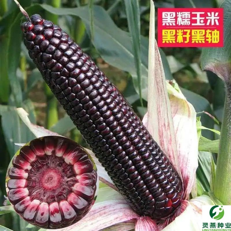 黑糯6号黑糯玉米种子高产皮薄糯甜鲜食粘春夏甜糯杂交粘玉米种子