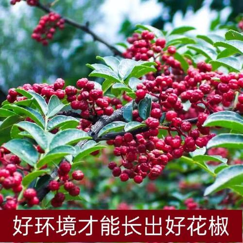 贵州毕节特产特麻红花椒粒新鲜湿花椒正宗大红椒特麻树椒小米椒