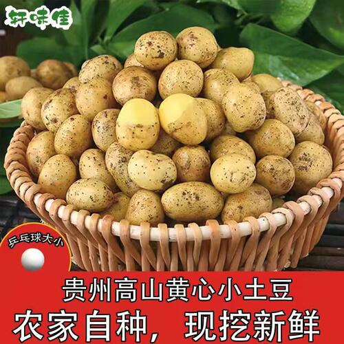 贵州黄心小土豆农家种植
