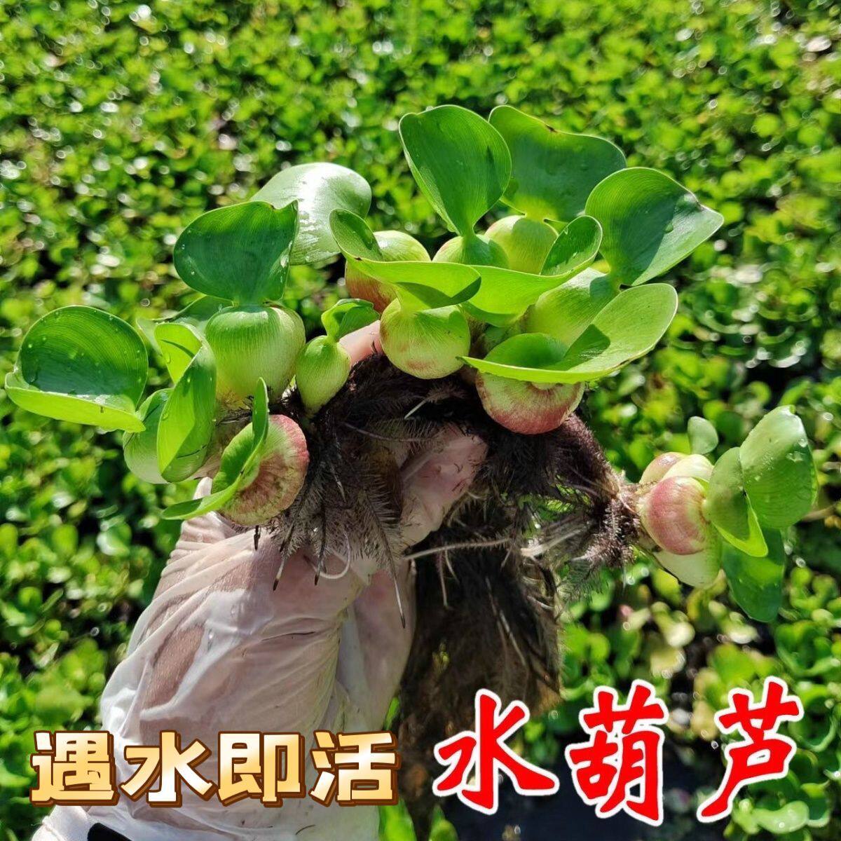 水葫芦水草浮萍鱼缸乌龟虾花卉鱼池塘净化水生植物种水葫芦苗好养