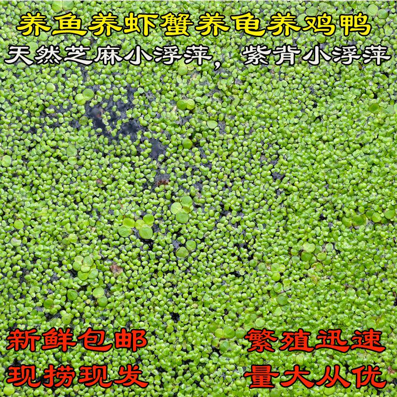 浮萍水草水葫芦养鱼龟虾水生水培植物芙蓉养鱼缸造景四季净化水质