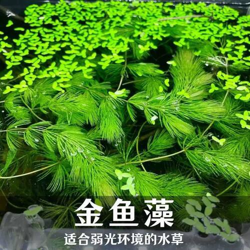 金鱼草绿植新手水鱼缸布景孔雀鱼