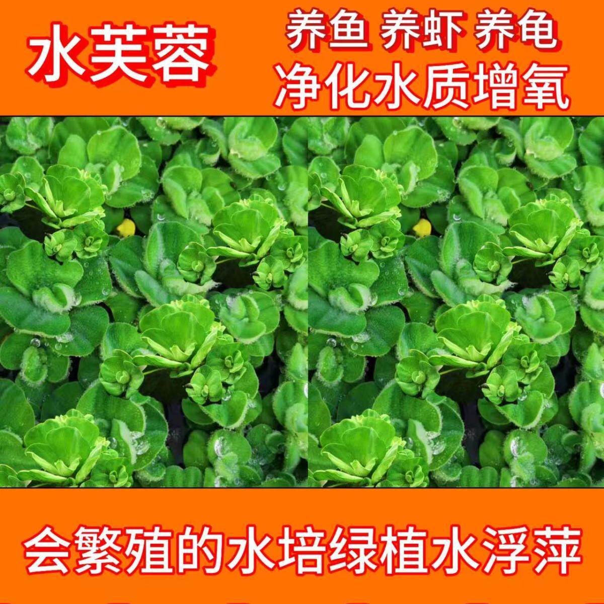 水葫芦花卉植物苗池塘园林庭院鱼缸造景净化水质养鱼养龟水培植物