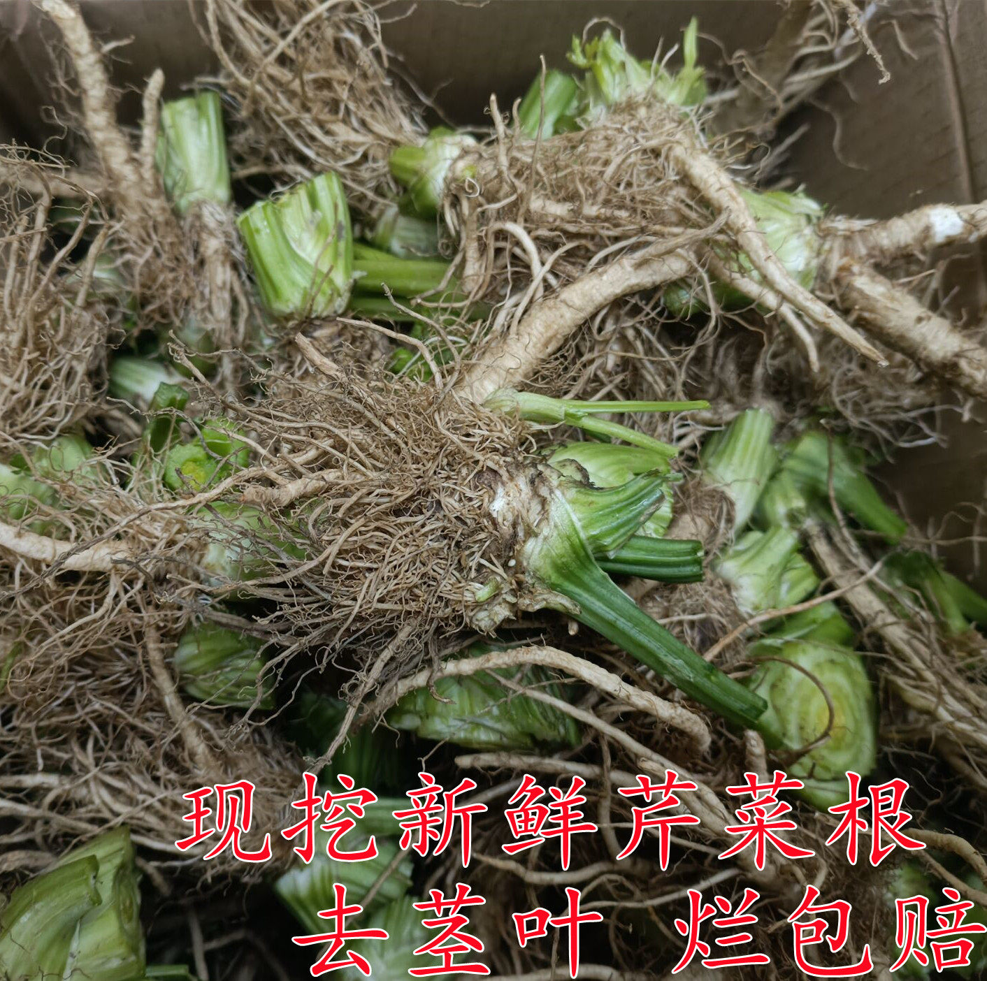 包邮芹菜根现挖新鲜蔬菜芹菜根无农药去茎叶药食两用菜根烂包赔