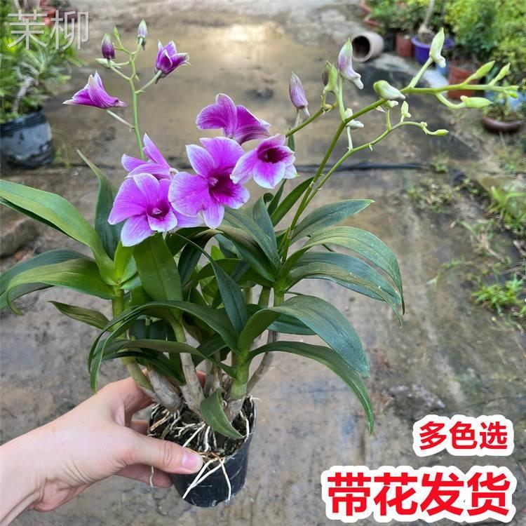 石斛兰花盆栽带花卉室内办公桌净化空...