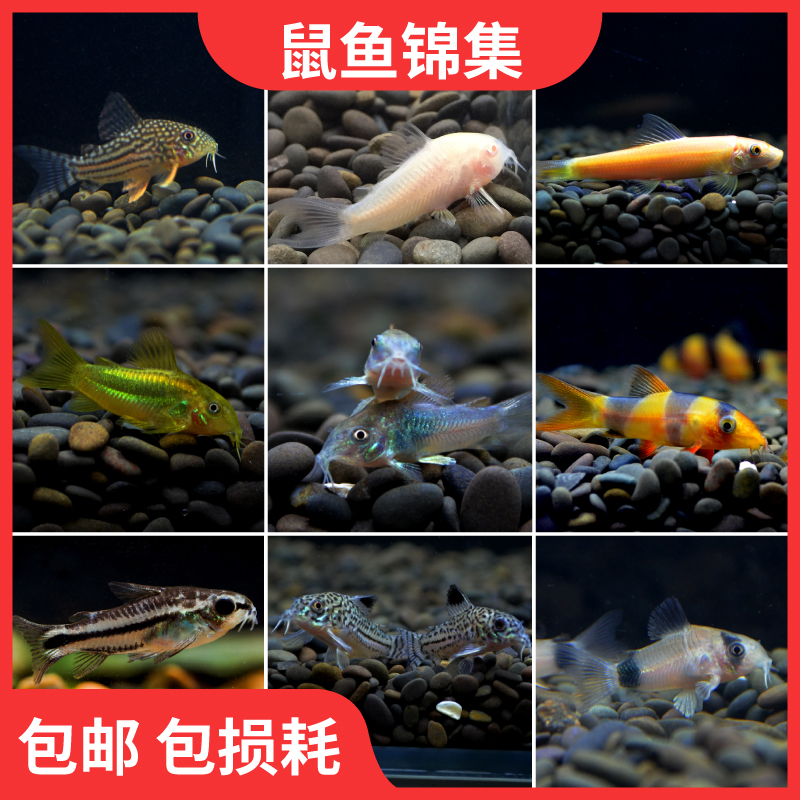 鼠鱼阿卡西鼠黑金红头鼠金线金鼠三间鼠鱼青铜b鼠紫罗兰鼠珍珠鼠