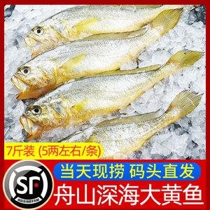 舟山东极岛鲜活速冻中条深海大黄鱼东海特产水产冰鲜新鲜小黄花鱼