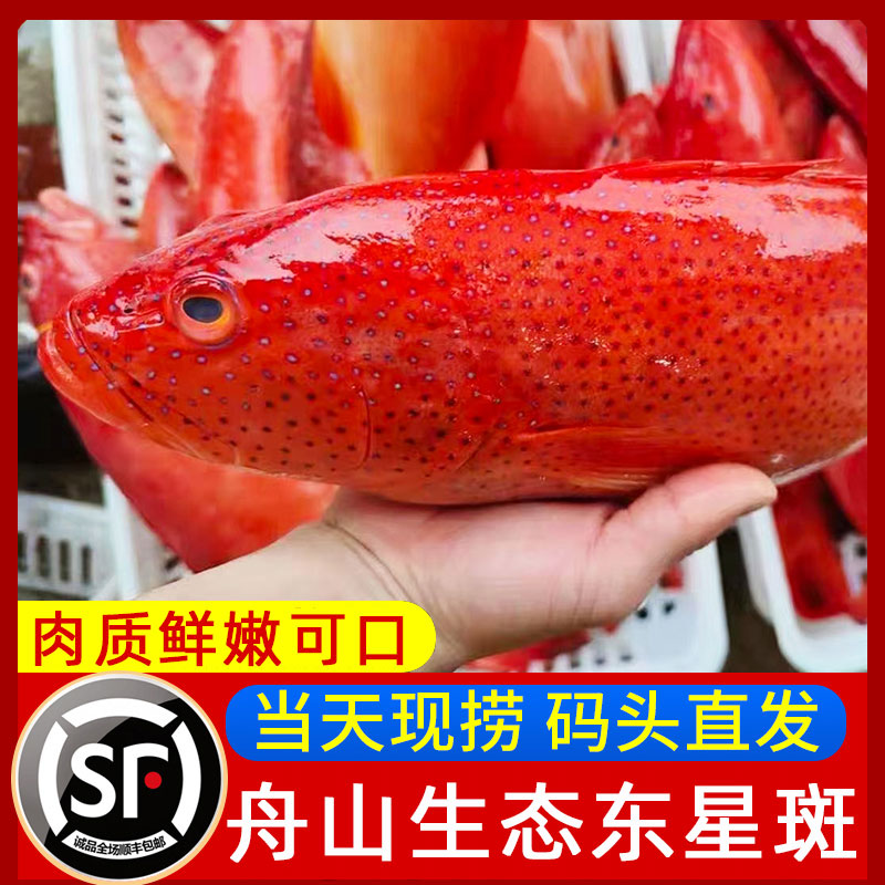 舟山生态东星斑好多海