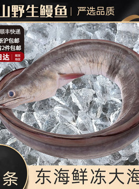舟山海鲜东海水产鲜活捕捞冷冻特大新鲜海鳗鱼整条 鲜冻发货