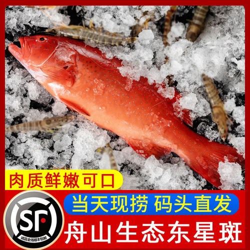 舟山海鲜生态深海东星斑