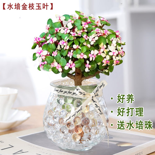 室内花草推荐价格 室内花草推荐图片 星期三