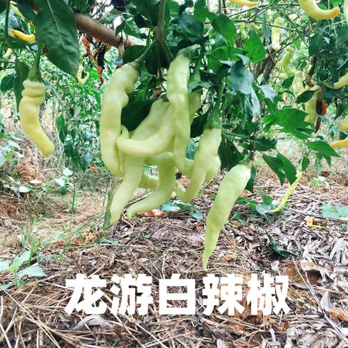 山里龙游新鲜采摘衢州特产白辣椒