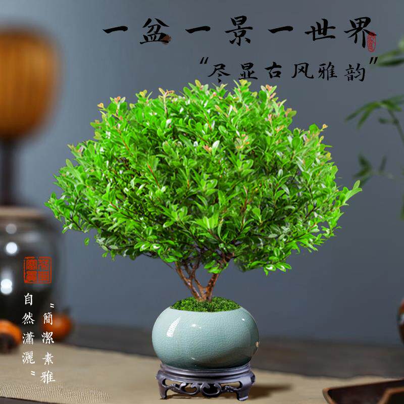 金丝楠木盆栽小叶赤楠盆景造型金丝楠木盆景小叶桢楠树苗吸甲醛