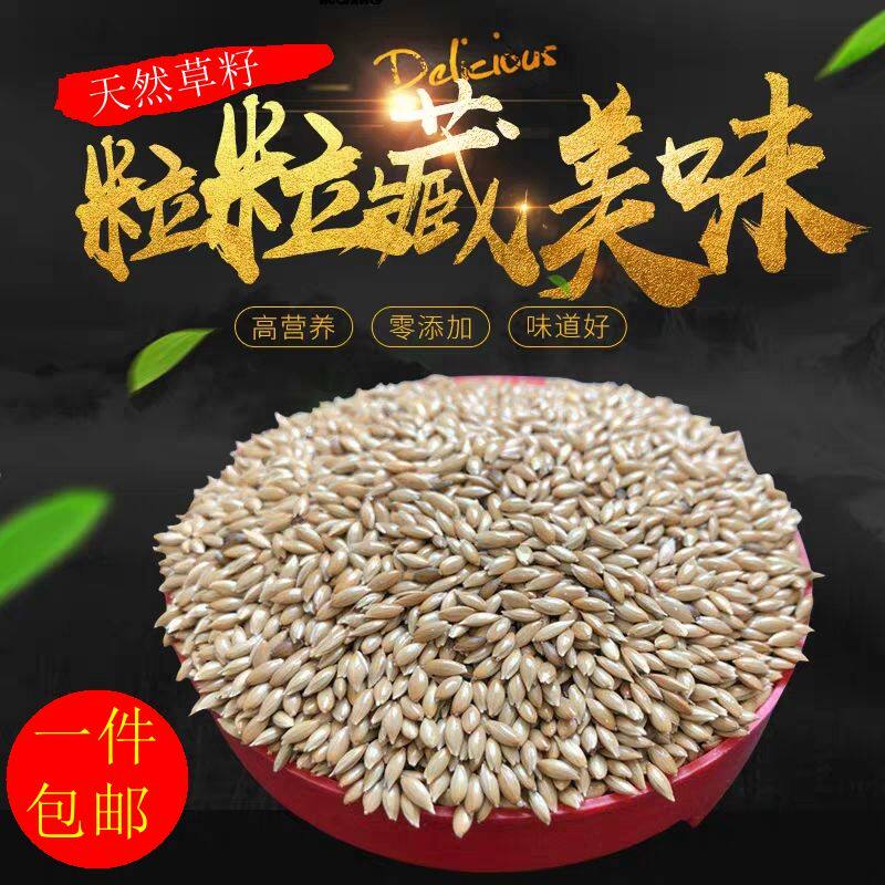 进口金丝雀黄鸟5斤利子鹦鹉