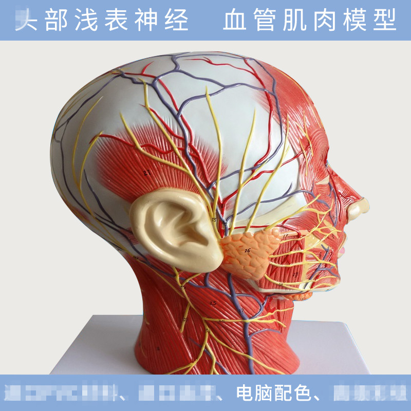 头面部附脑血管神经模型 颈部解剖学 头面神经血管肌肉结构 模型