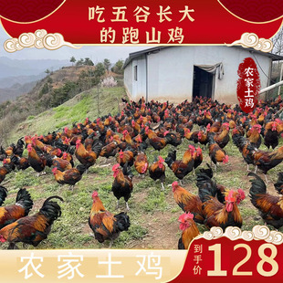 走地鸡土鸡跑山鸡散养鸡鲜杀包邮3.5-4斤（电网帮扶产品）