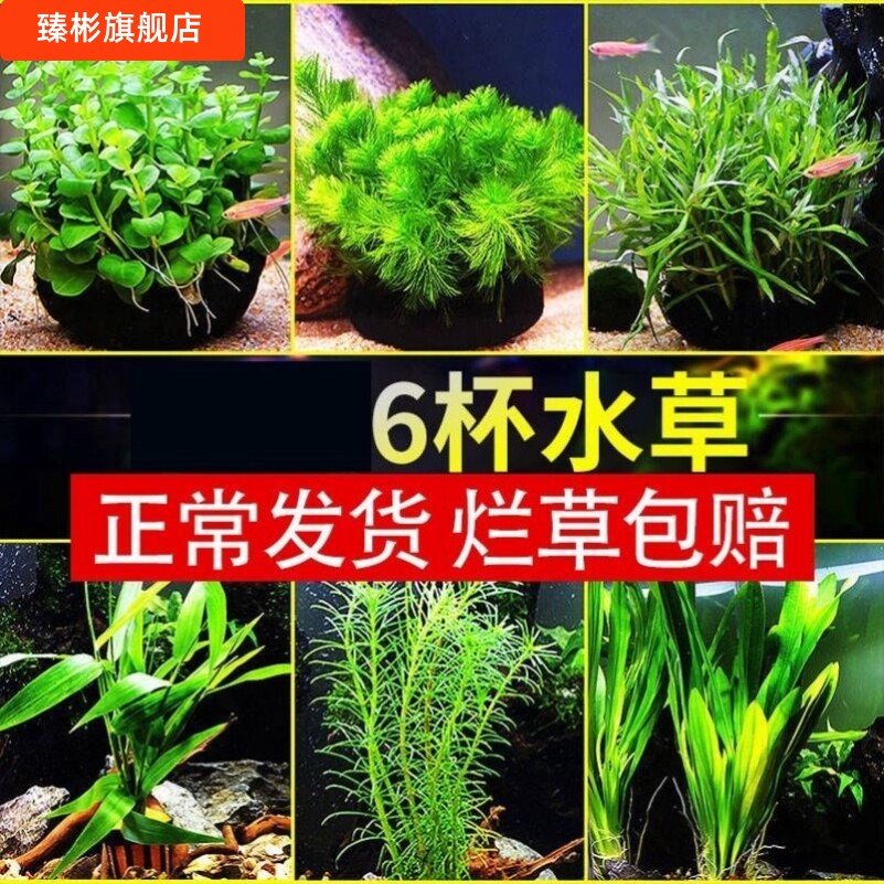 生态鱼缸造景材料装饰品配件大全大型60cm大景观套餐摆件热带雨林