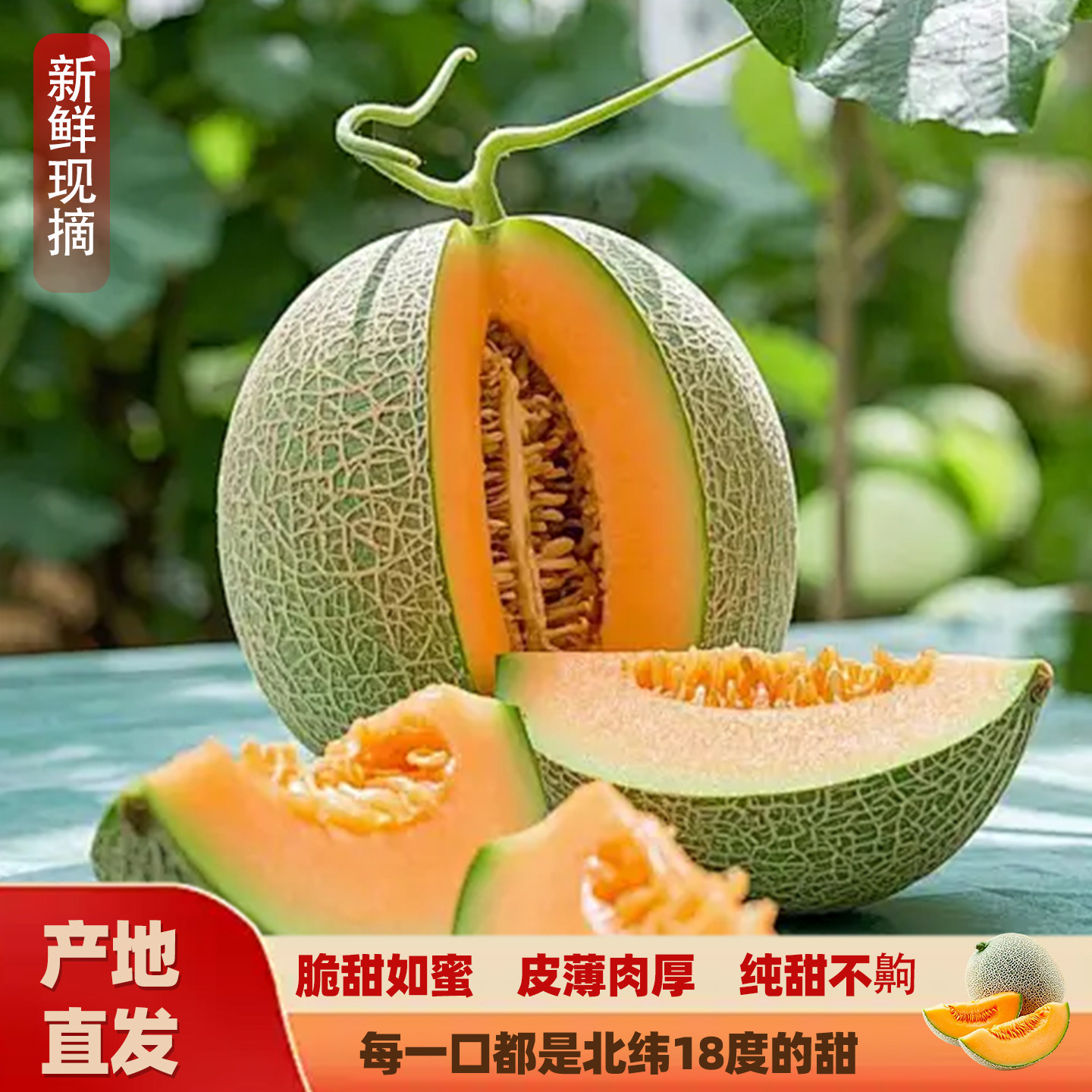 新鲜哈密瓜现摘现发脆甜多汁当季水果