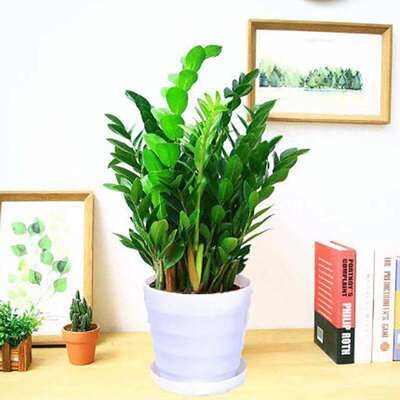 室内植物招财钱串子大盆金钱树盆栽发财树盆栽植物室内金钱树圆叶