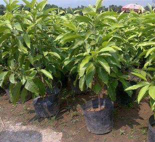 白兰花盆栽嫁接黄角兰黄桷兰白玉兰黄庭院苗好养的花玉兰花苗树苗