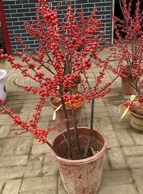 进口相思豆鲜花发财果北美冬青