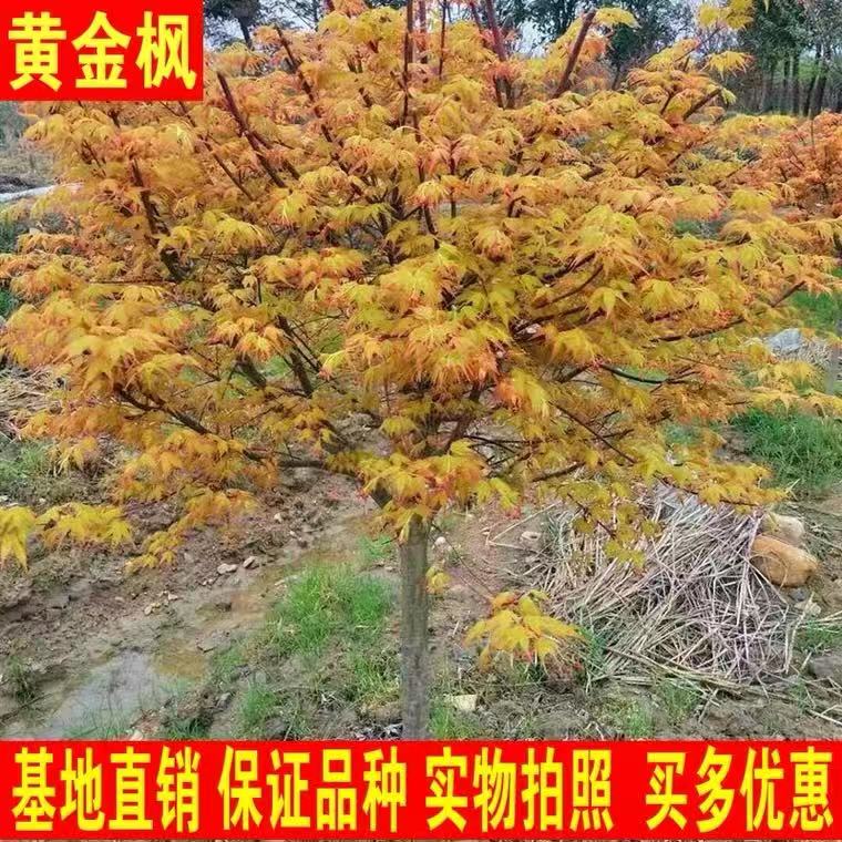 黄金枫树苗红枫树苗盆栽盆景红枫小苗日本红枫嫁接红枫苗美国红枫