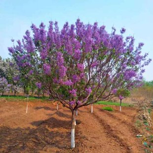 紫丁香花树苗丁香树苗盆栽南方北方种植四季循环浓香庭院当年开花