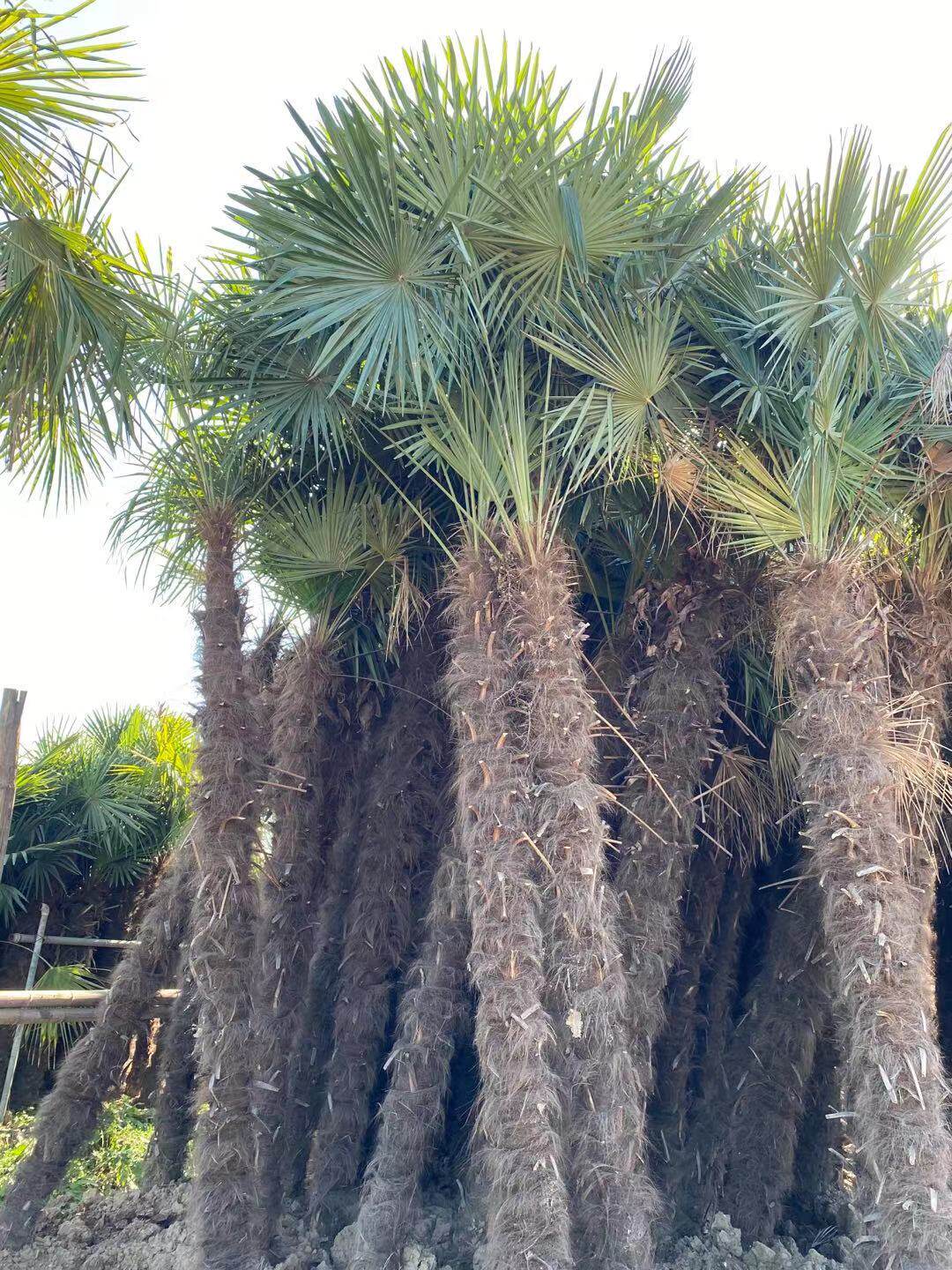 耐寒棕榈树苗盆栽棕树苗棕榈苗扇子树苗老人葵蒲葵苗四季庭院植物