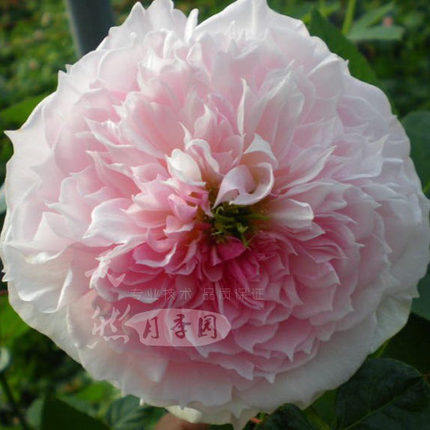 经典月季 谢莉尔 月季 新品 多花玫瑰 盆栽 绿植花卉