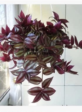 精品吊兰 吊竹梅 竹节吊兰 盆栽 紫叶吊竹梅 紫吊兰大盆花苗