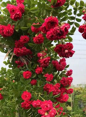 甜蜜红木香花苗爬藤植物白黄木香花开花浓香红色花卉蔷薇盆栽