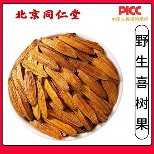 同仁堂正品喜树果中药材500g精选水栗子千丈树天梓树果干货喜树子