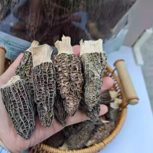 大号羊肚菌干货精选头茬羊肚菇非新鲜菌菇云南高原煲汤营养食材