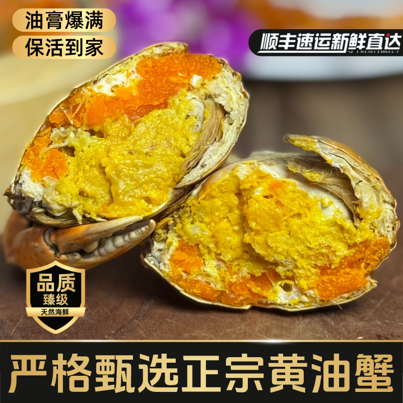 正宗广东黄油蟹鲜活膏油蟹满膏母蟹4-8两/只顺丰包活高端海鲜礼盒
