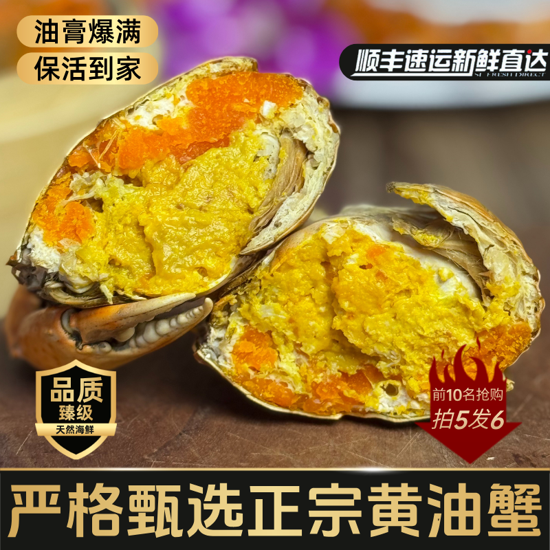 正宗广东黄油蟹鲜活膏油蟹满膏母蟹爆膏满油顺丰包活高端海鲜礼盒