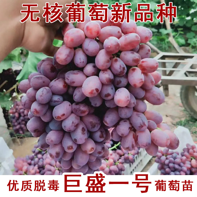 巨盛一号新品种葡萄苗无核爬藤葡萄树苖北南方种植庭院爬藤无籽